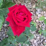 Lovely In Rose Resort, 民宿 卢布尔雅那