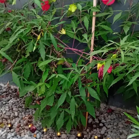 Lovely In Rose Resort, * 卢布尔雅那