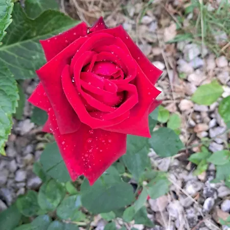 Lovely In Rose Resort, 民宿 卢布尔雅那