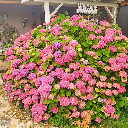 Lovely In Rose Resort, 卢布尔雅那