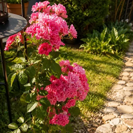 Lovely In Rose Resort, Homestay