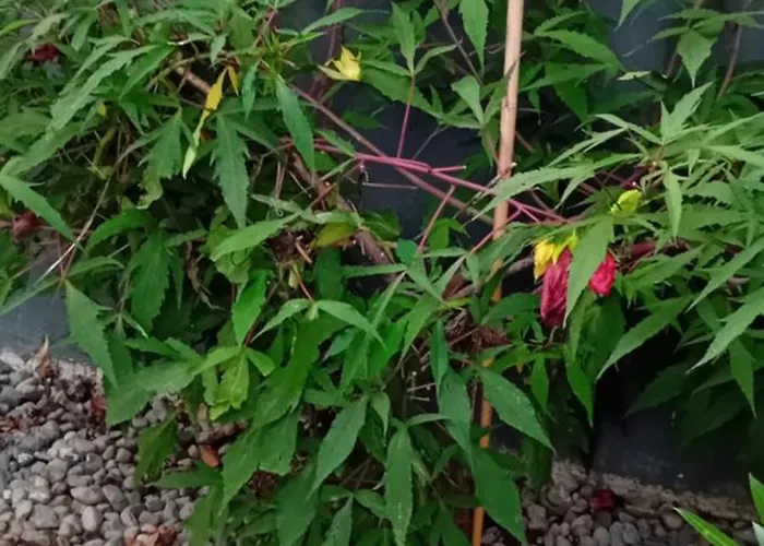 Lovely In Rose Resort, * Lublaň