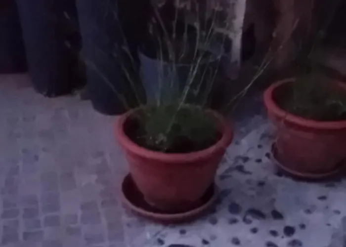 בית אירוח Lovely In Rose Resort,