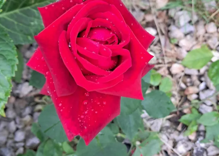 Lovely In Rose Resort, ホームステイ リュブリャナ